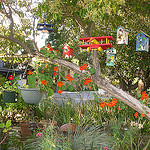 Lynn Krugs' garden